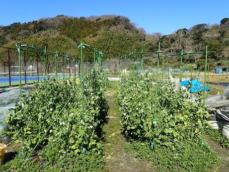 トウモロコシとインゲン混植 葉山農園 3月中旬 暇人主婦の家庭菜園 楽天ブログ