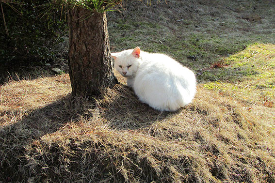 我が家のニャンコ♪2014/12/26-2