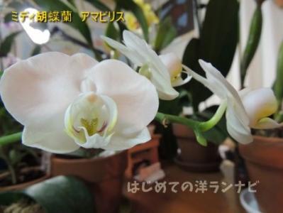 胡蝶蘭 洋ランの種類 はじめての洋ランナビ 楽天ブログ
