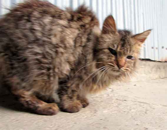 我が家のニャンコ♪2016/1/26-02