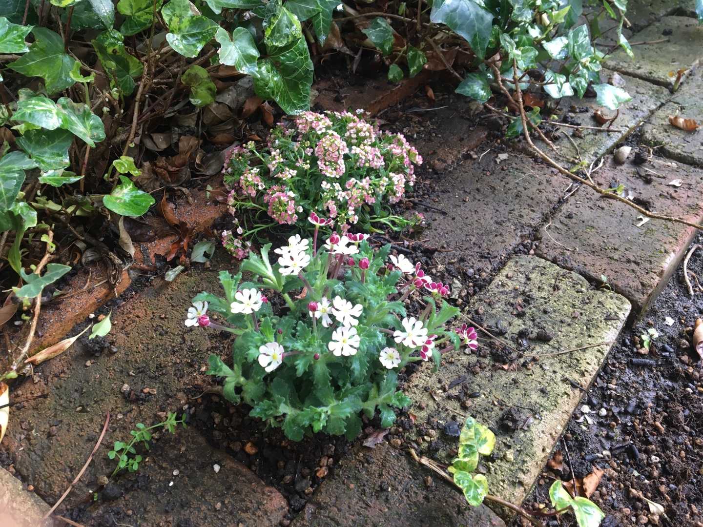 久しぶりの花苗と寄せ植えリメイク Jupiterのシェードガーデン 楽天ブログ