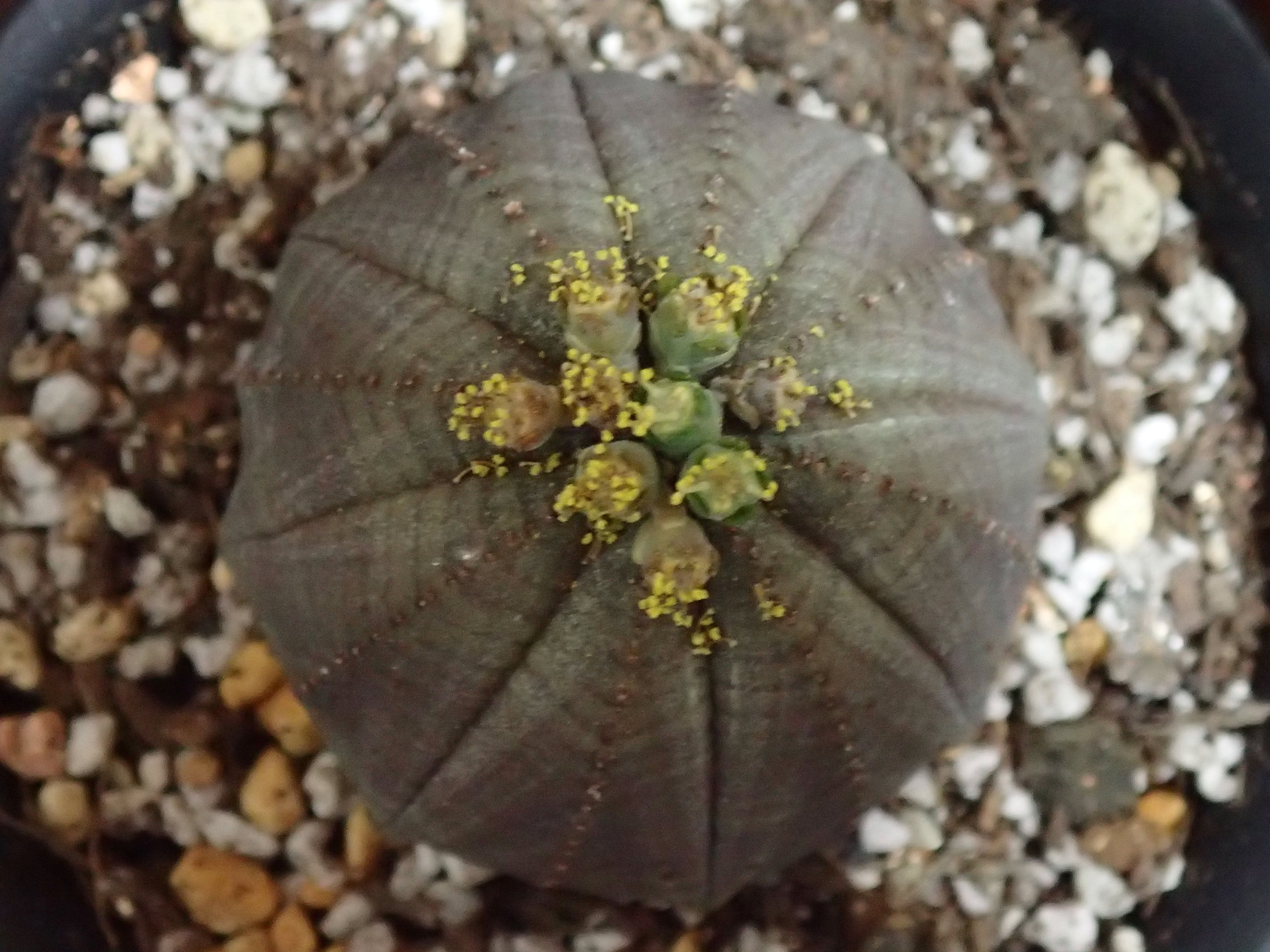 オベサのその後 パピヨンの植物成長日記 楽天ブログ