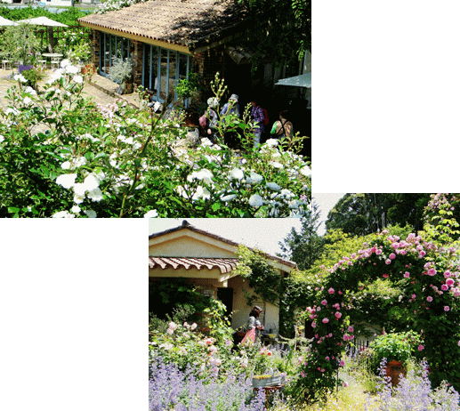 バラの花囲まれて