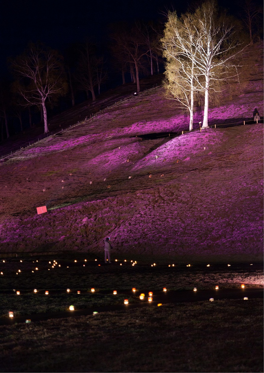 芝桜公園ライトアップ