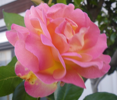 薔薇