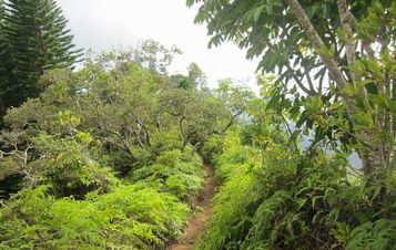 Kuliouou Ridge Trail