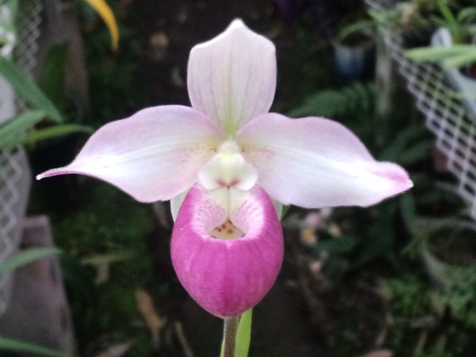 Paph パープラタム Phrag カーディナル ラン好きのページ 楽天ブログ