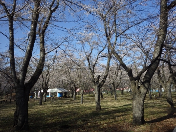 桜140502