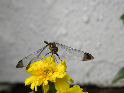 DSCN6233.jpg