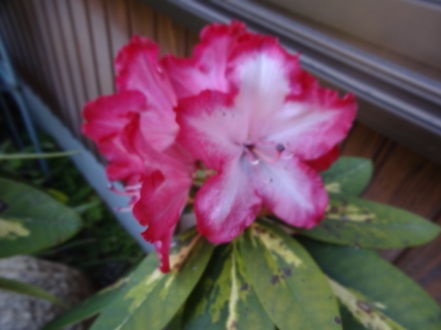 DSC00581.jpg