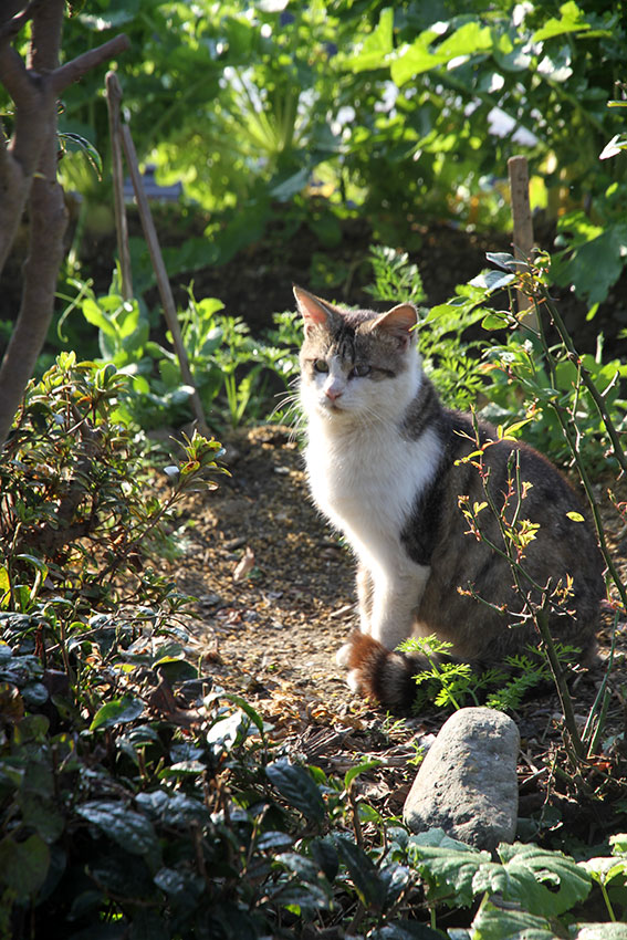 我が家のニャンコ♪2014/12/06-3