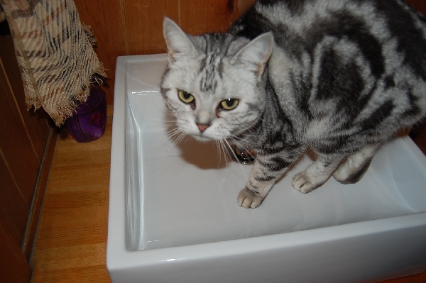 DSC_0064.JPG