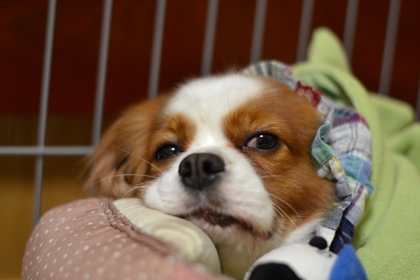 DSC_3111.jpg