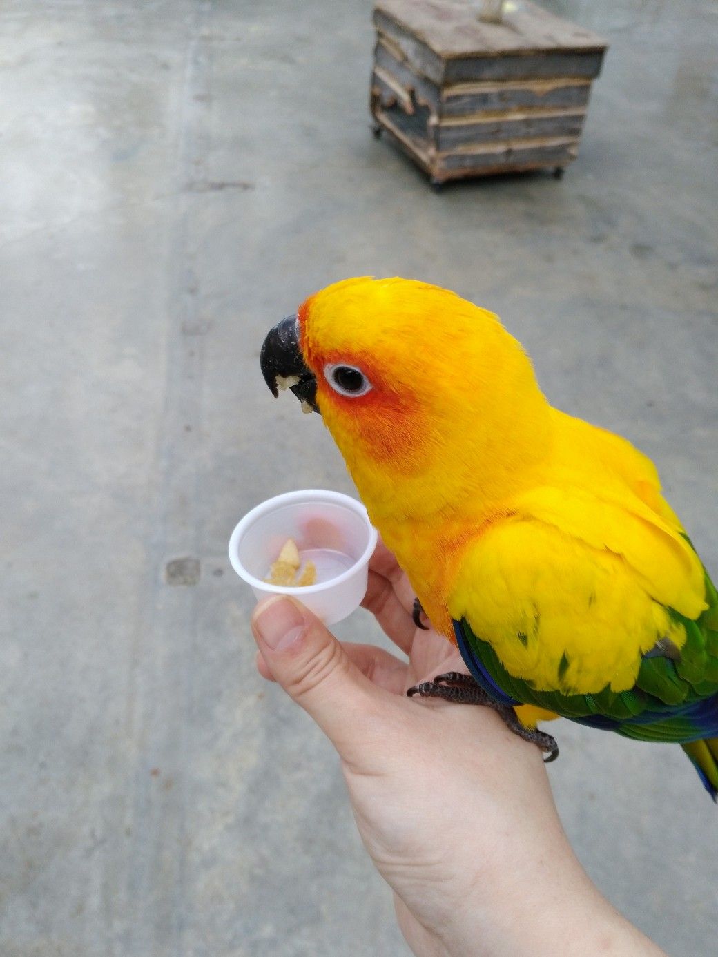 掛川花鳥園 さわやかハンバーグ いやしあつめ It S A Bouquet In Every Day 楽天ブログ