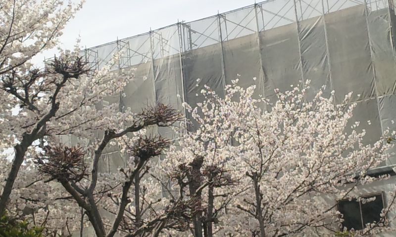 近所の桜満開５.jpg