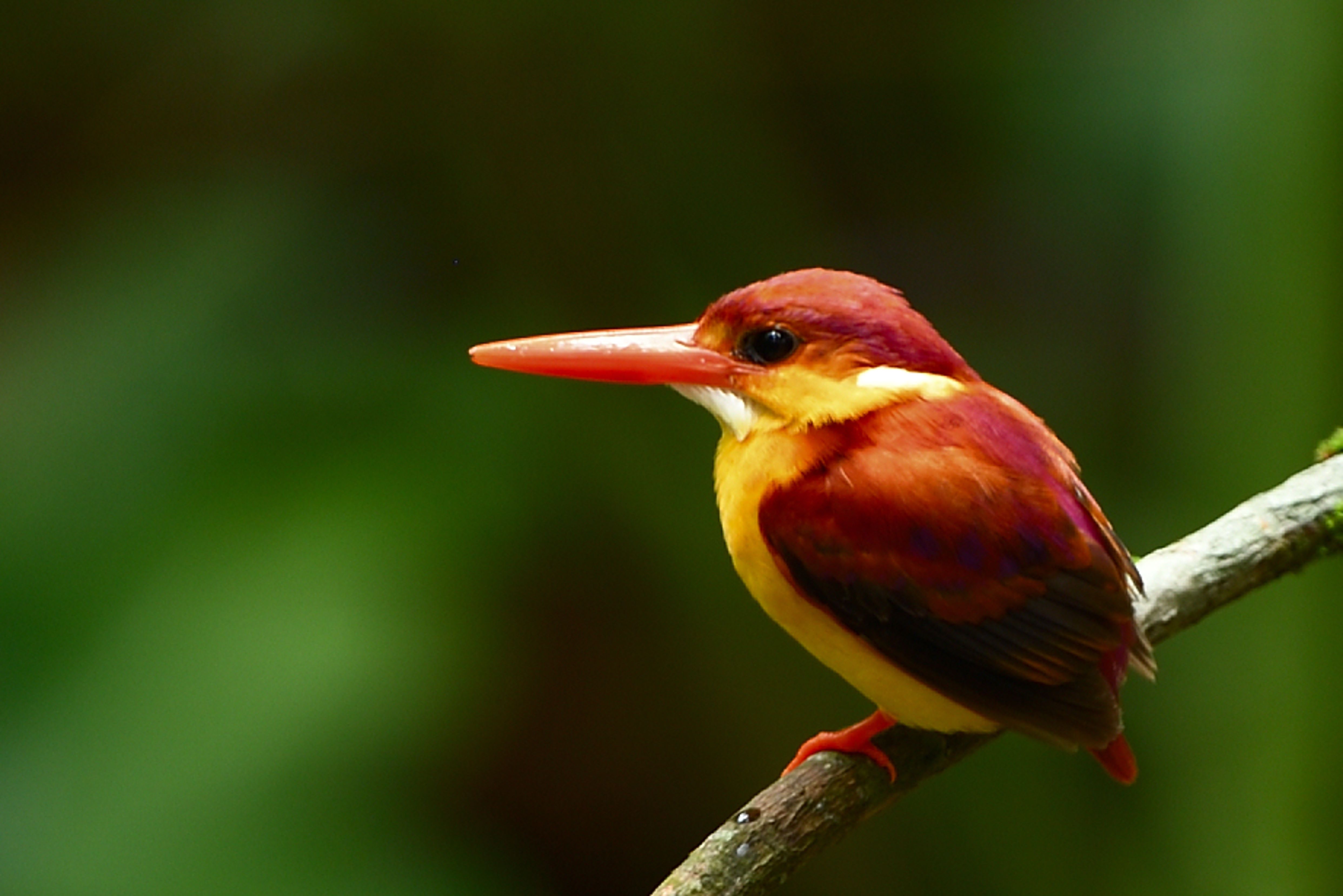 マレーシア探鳥報告 1 Birding Report In Malaysia 1 鳥撮り夫婦の 野鳥写真 ブログ 週末限定鳥見の世界 Weblog Of Bird Photo By Birding Couple 楽天ブログ