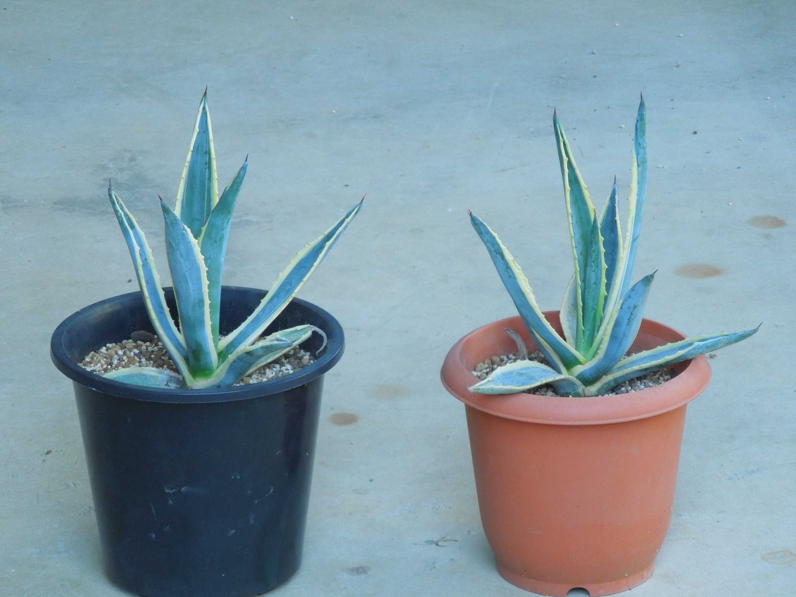 アガベ・アメリカーナ・マルギナータ(Agave americana var.marginate