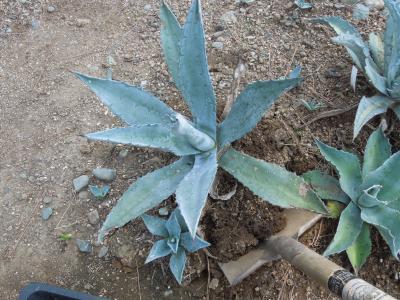 アガベ・アメリカーナ・ライムエッジ(Agave americana 