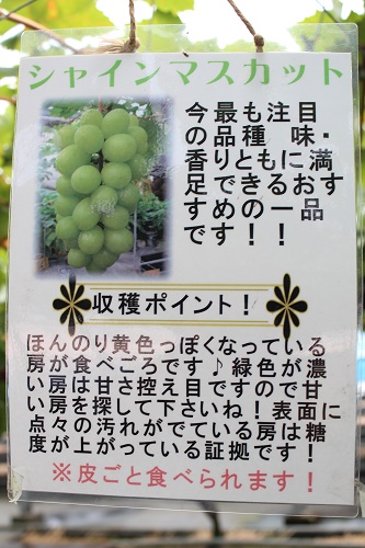 シャインマスカット (2).JPG