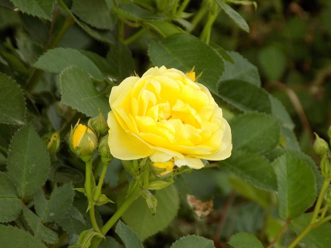 DSCN0183.JPG