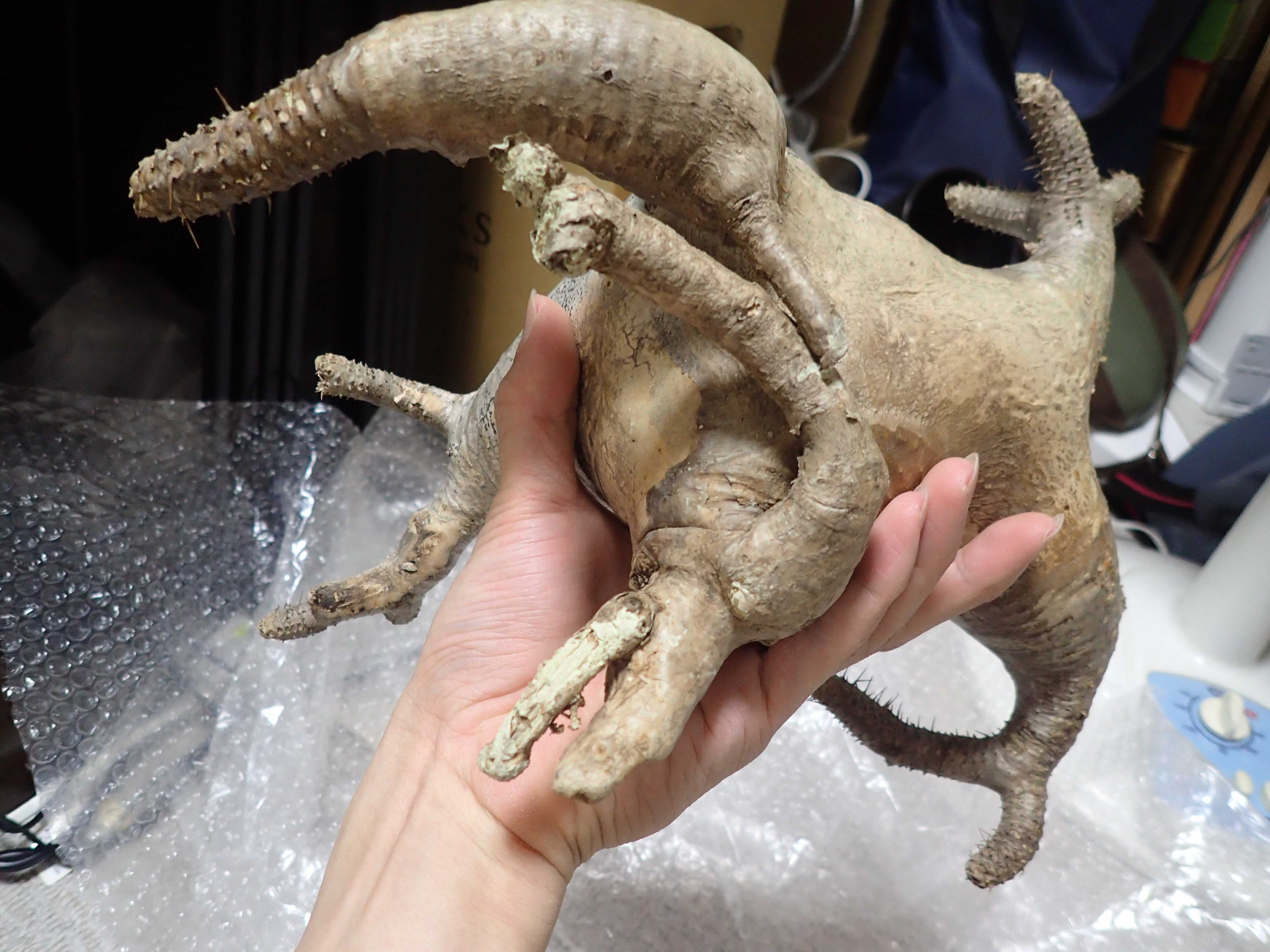 現地球カクチペス発根管理 | パピヨンの植物成長日記 - 楽天ブログ 現地球カクチペス発根管理 | パピヨンの植物成長日記 - 楽天ブログ