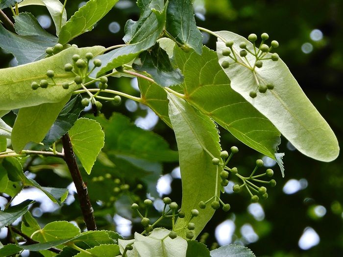 森林植物園訪問 百四十回目（6/6） その4 香りの丘の3 | ジュラのお散歩花日記 - 楽天ブログ