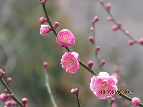 梅の花