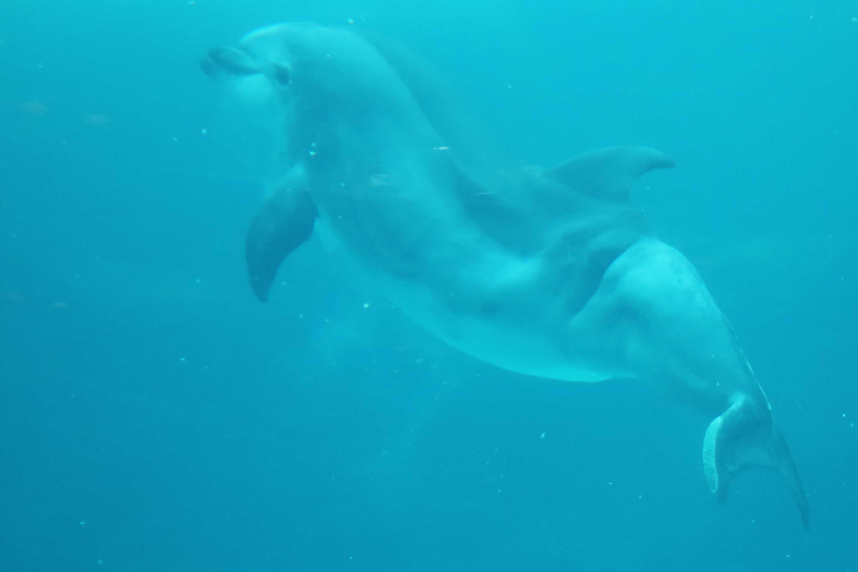名古屋港水族館の推しイルカはハッピーちゃんです イルカカメラとわんわんwinとねこmac 楽天ブログ
