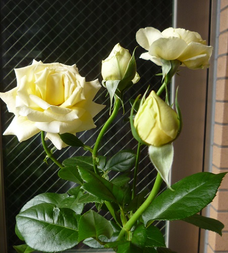 P1190966画像2.jpg