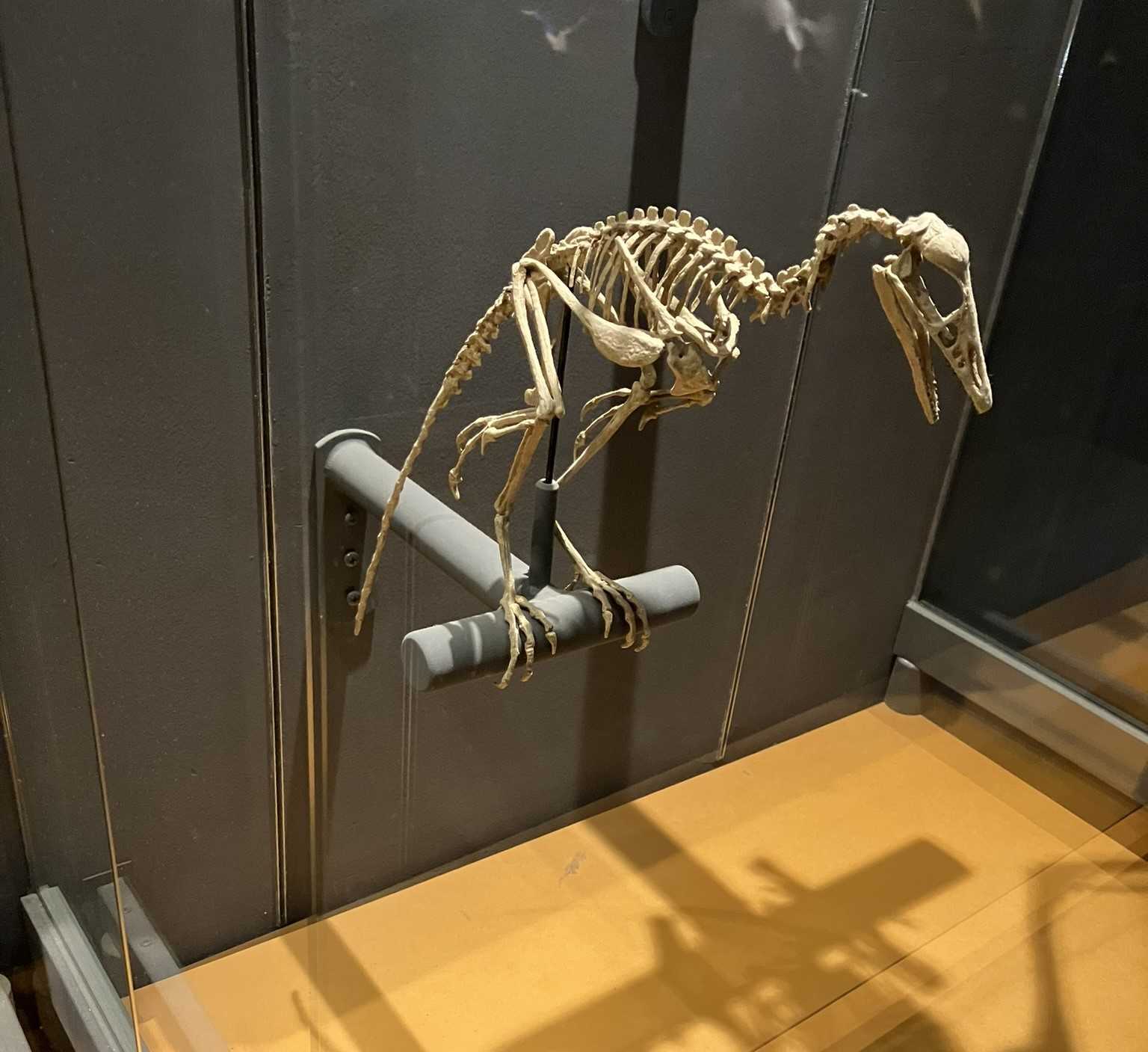 福井の旅(13):恐竜博物館に展示:始祖鳥は恐竜であり、鳥類の祖先ではない | 政治、現代史、進化生物学、人類学・考古学、旅行、映画、メディア ...