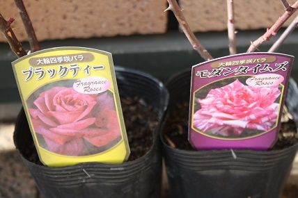 バラ、2株地植えしました！ | スローライフに憧れて