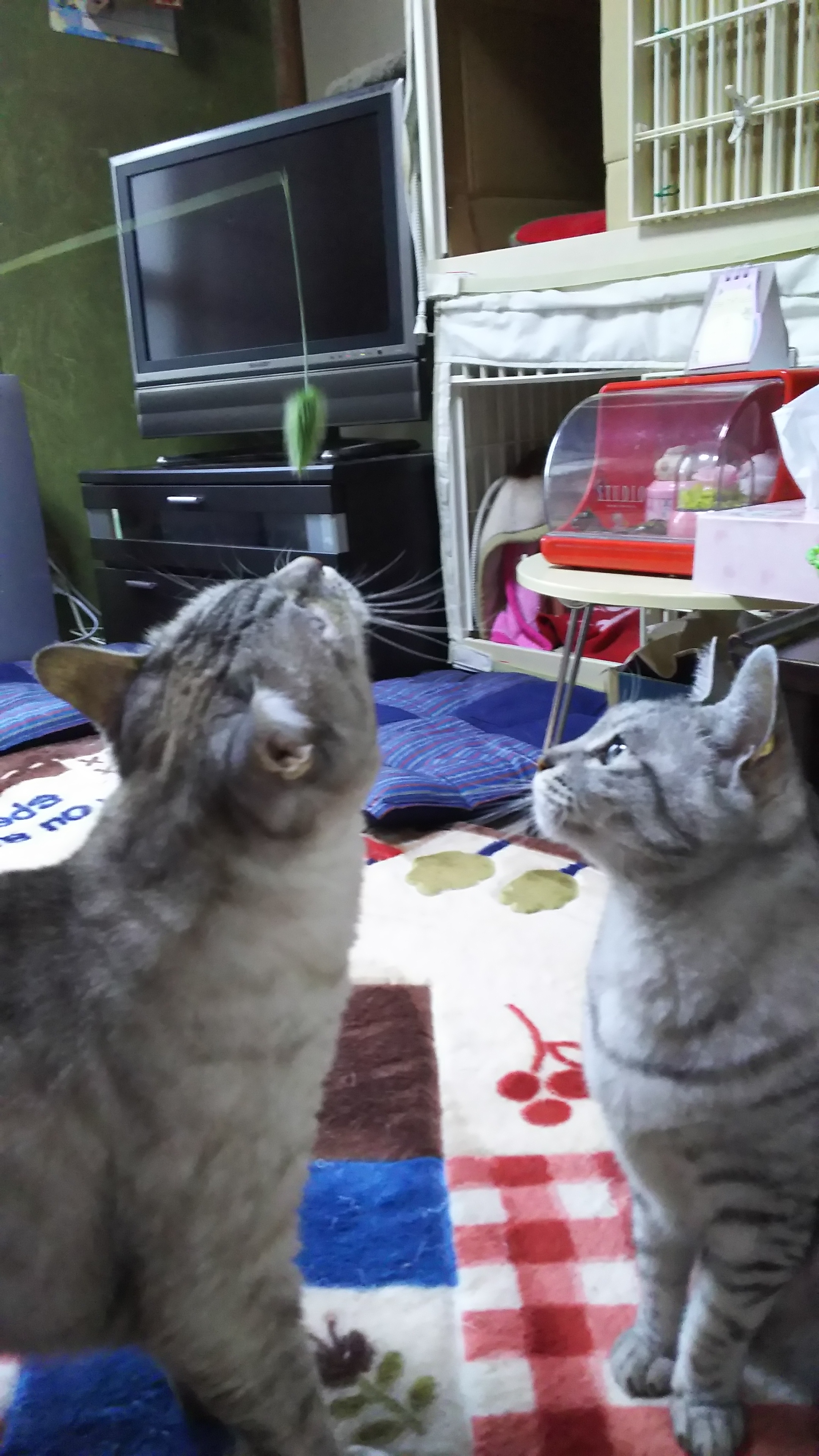 ねこじゃらし.JPG
