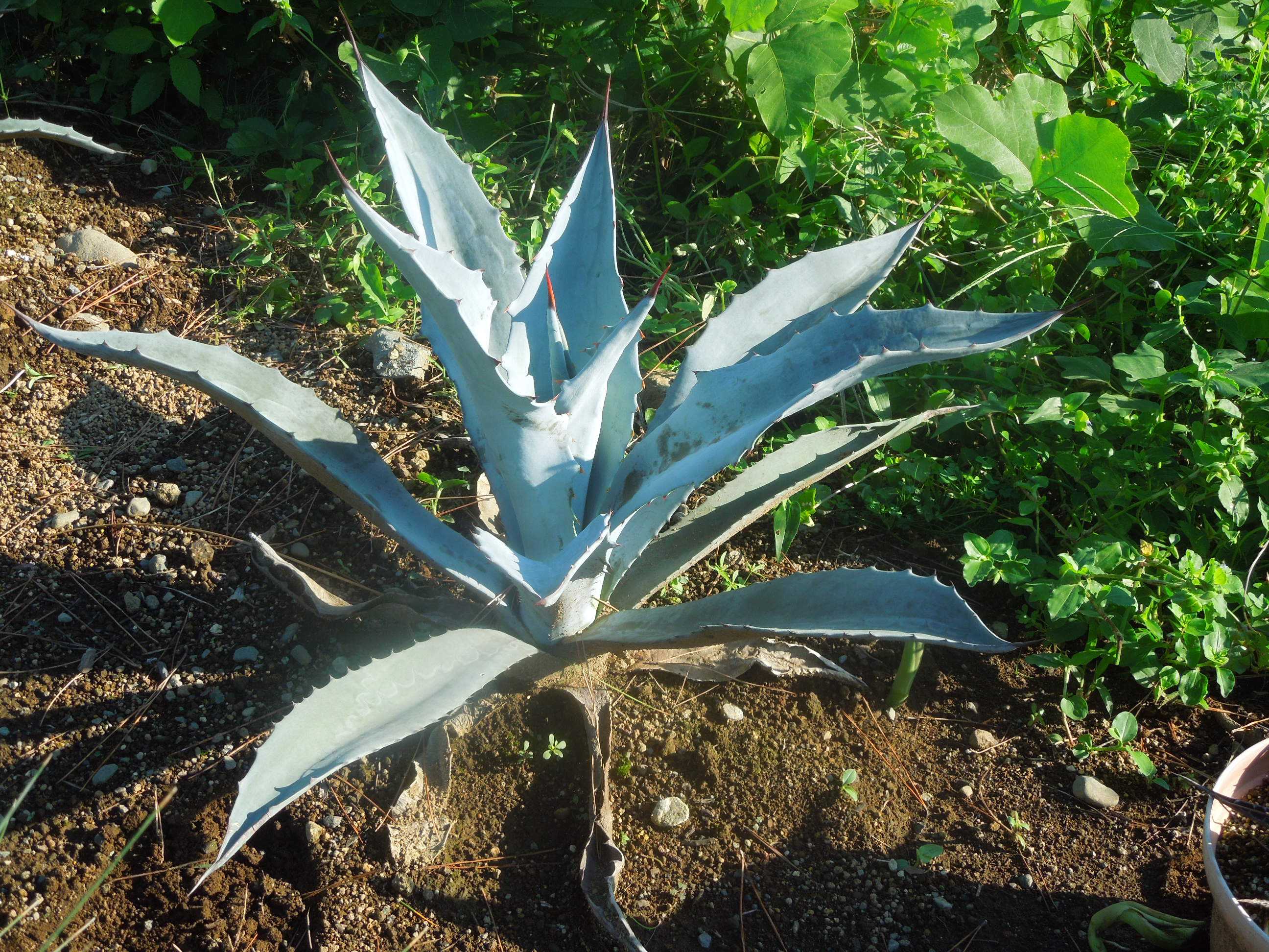 アガベ・サルミアナ・クラッシスピナ(Agave salmiana