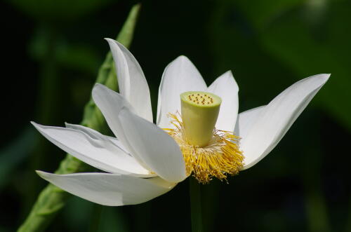 昭和記念公園のハスの花