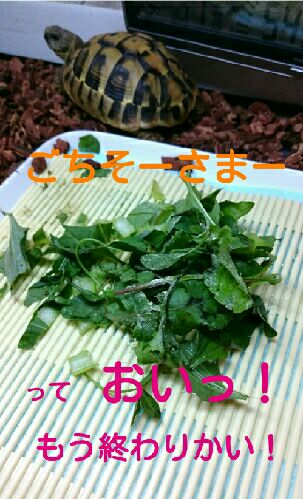 rblog-20151010104701-02.jpg