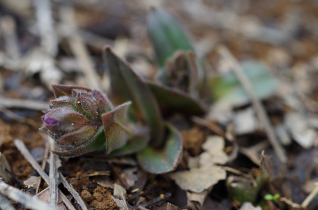 s_IMGP4128.JPG