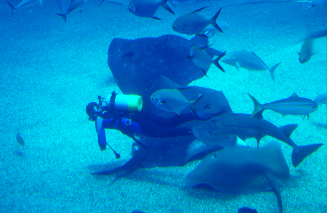 魚７