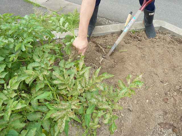 警固屋農園ジャガイモ大収穫！！　平成24年6月4日 2