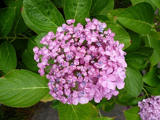 P1070357ss.jpg