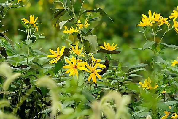 キクイモ（菊芋、キク科）