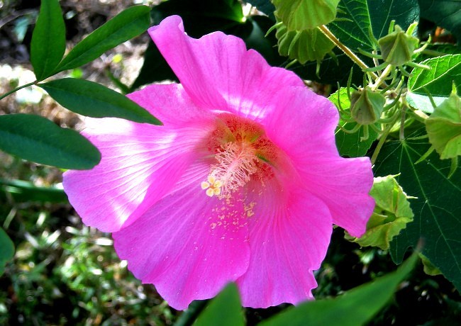 フヨウ