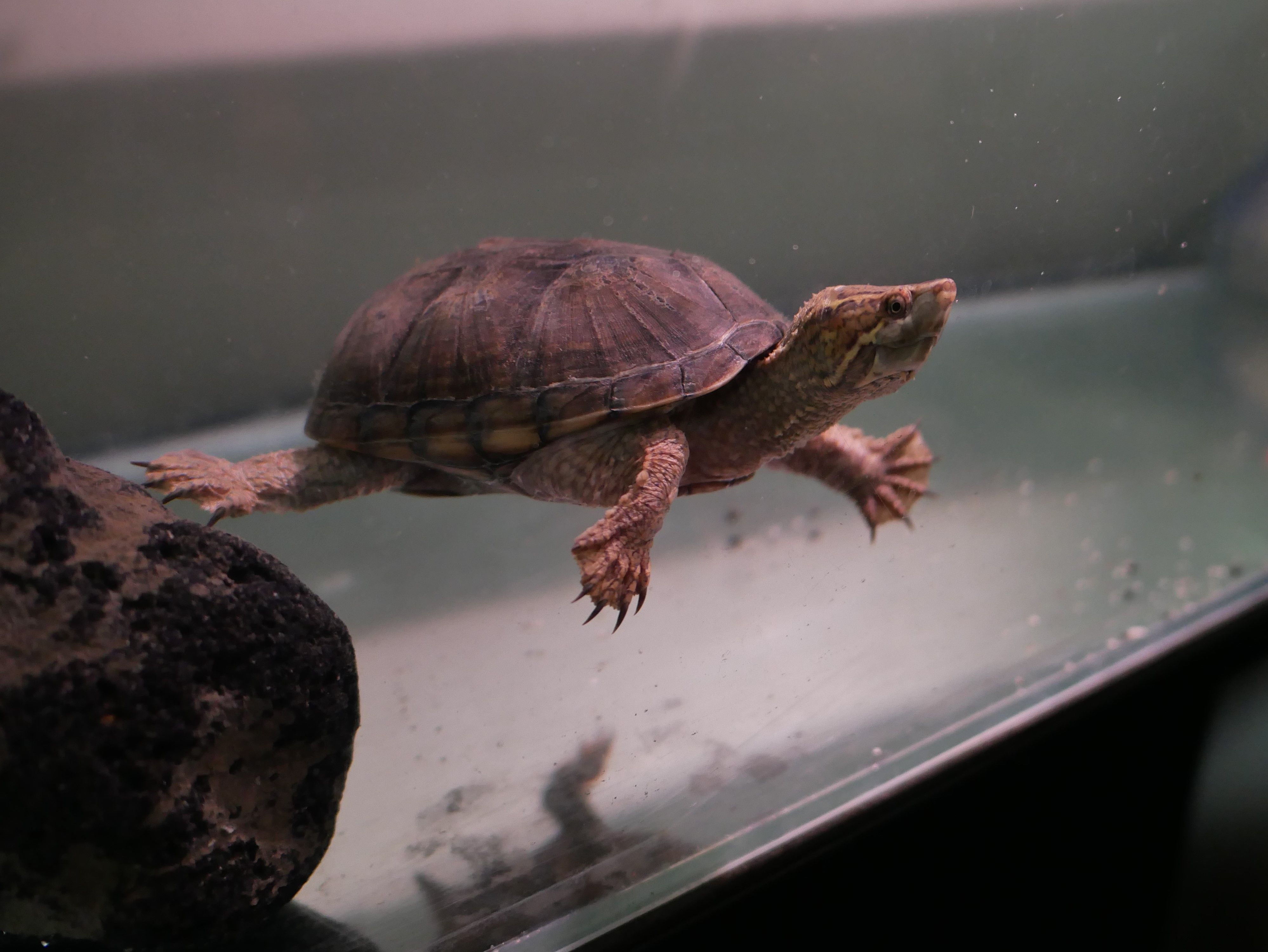 カメ飼育の水換えを週１回で済ます方法 べらんでぃずむ ベランダ菜園とか 楽天ブログ