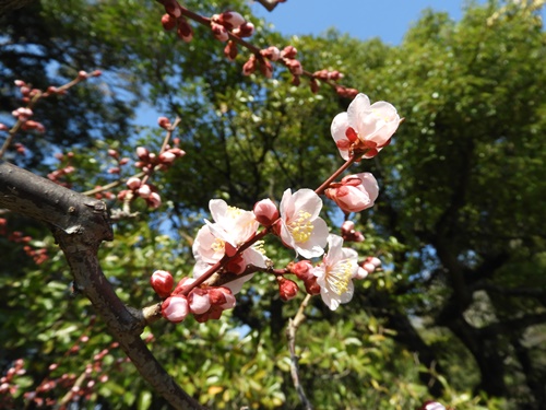 清澄庭園にて