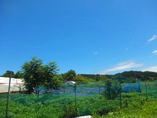夏のような.jpg