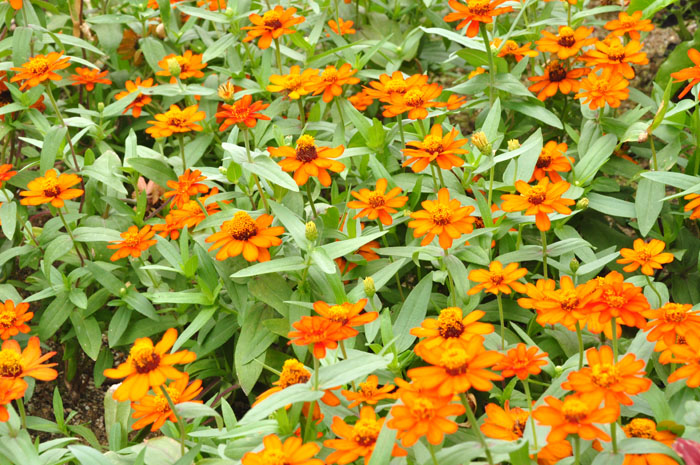 花１