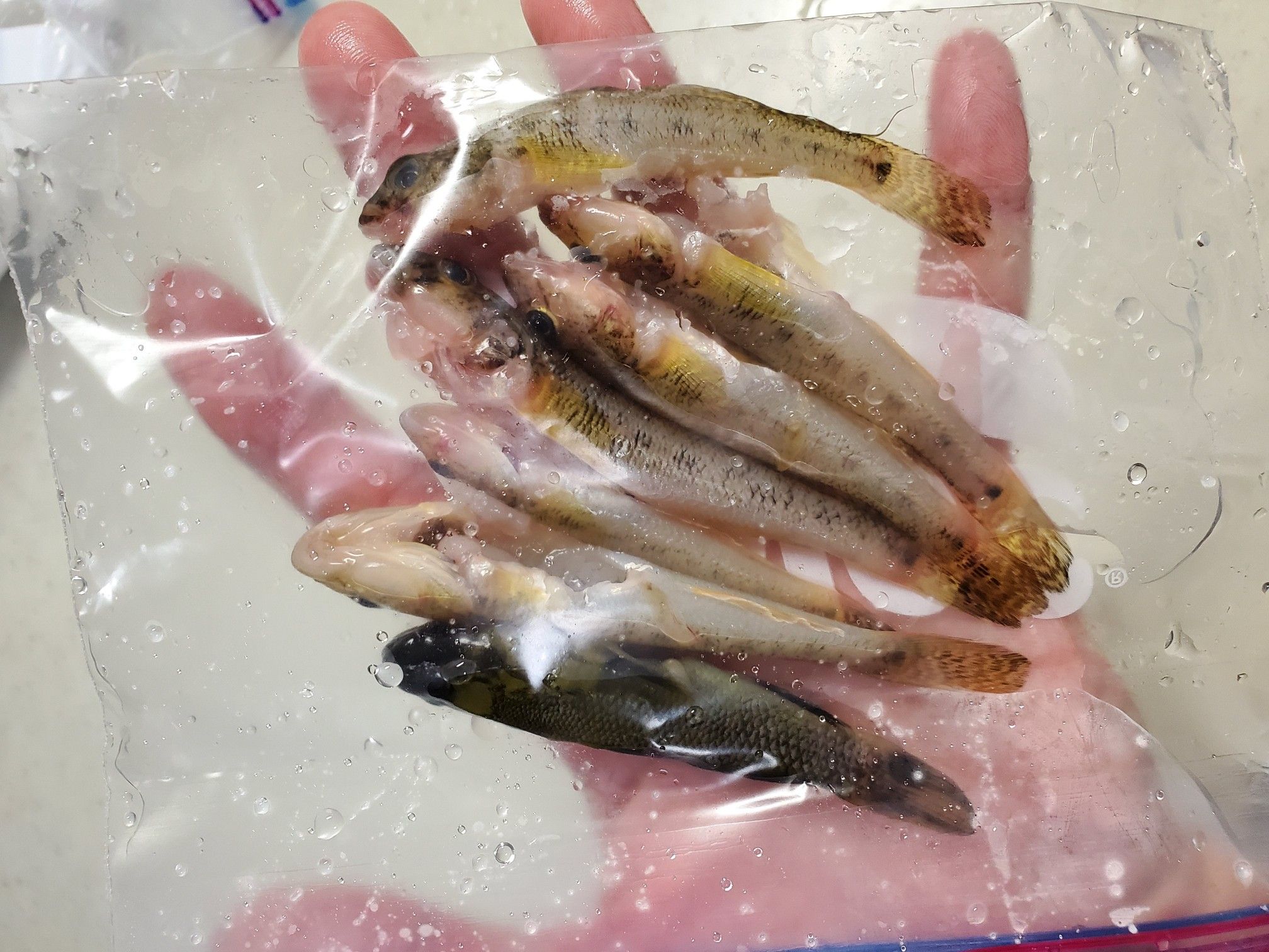 今日のハゼ道場 10 23 最終回 調理編 魚と日常ブログ 楽天ブログ