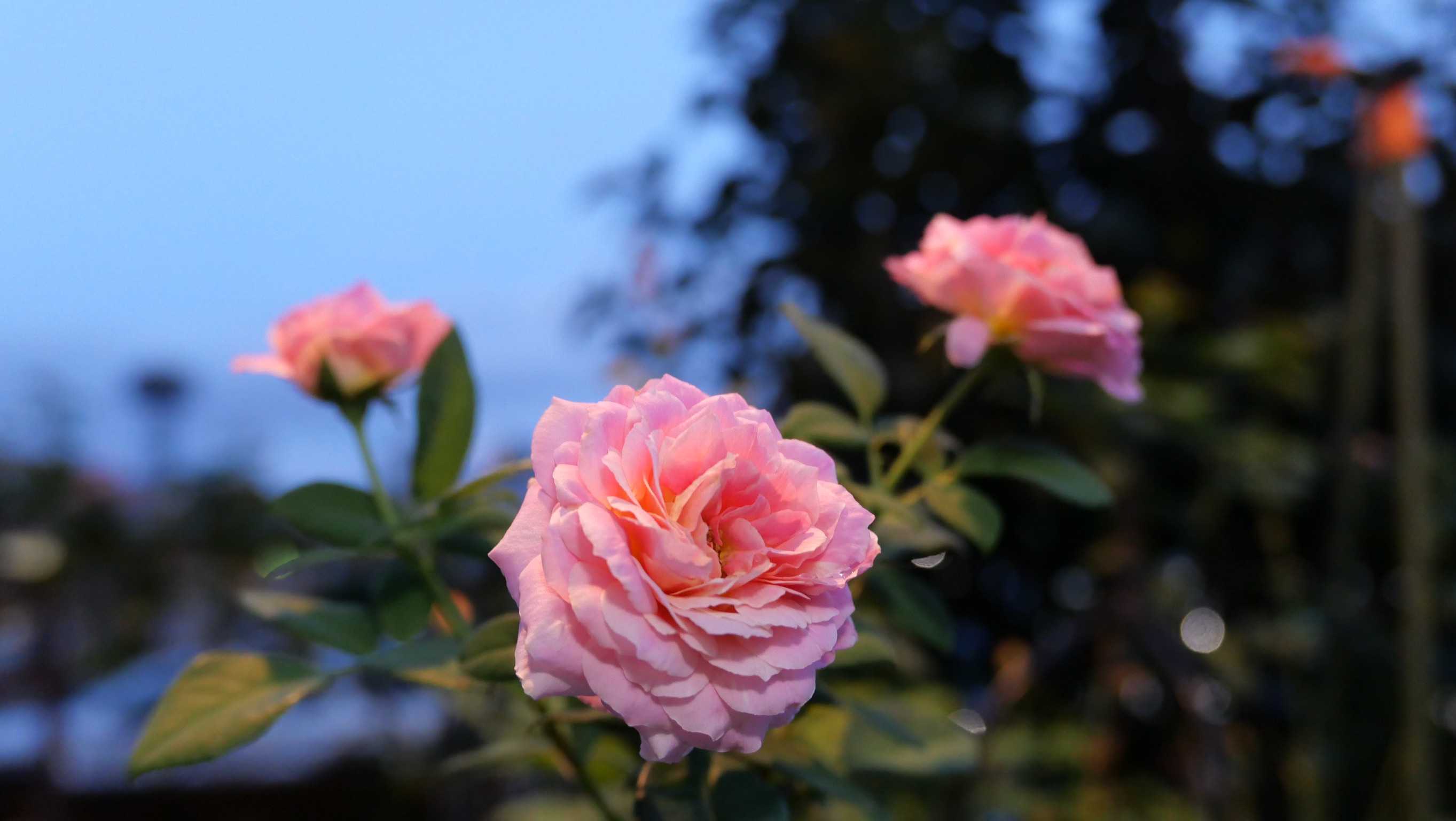 夜の薔薇 Quatre Saisons ベランダとお庭の四季 楽天ブログ