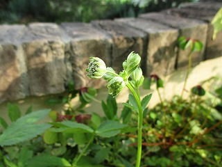 IMG_6465ss.jpg