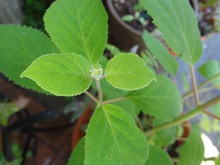 DSC05186.jpg