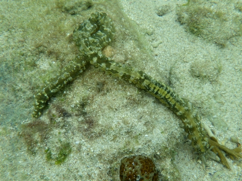 沖縄磯採集2017年9月下旬25　イカリナマコ科の一種（Synaptidae sp.）